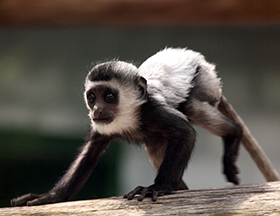 baby Colobus monkey