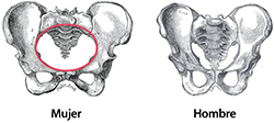 Huesos de la cadera de mujer (izquierda) y hombre (derecha). Tenga en cuenta que el canal de parto (en rojo) es mucho más grande en la mujer que en el hombre y que los huesos de la cadera de la mujer son más anchos.