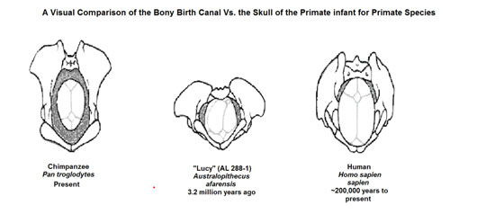 The shape of the pelvis had to change from accommodating quadrupedal motion, as seen on the left, to bipedal motion, as seen on the right, but there still had to be room for big-headed babies to be birthed. Image by ArchaeoMouse.