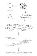 Overview of DNA Sequencing. Click for more detail.