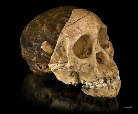 Cráneo del niño de Taung. El endocráneo se puede ver detrás de la cara superior. Imagen de Didier Descouens.