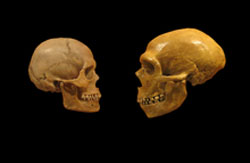 Modern human skull (left) and Neanderthal skull (right). Click for more detail.