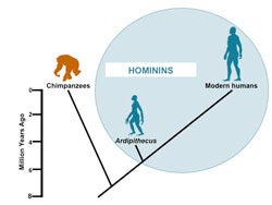 When hominins split away from the other ape descendants of our common ancestor. Click for more detail. 