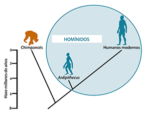 Cuando los homininos se separan de los otros simios, todos comparten un ancestro común. Haz clic aquí para más detalles.