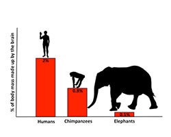 Brain body percentage comparison