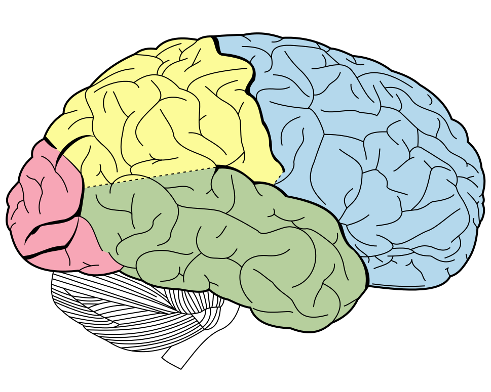 how-big-is-the-human-brain-ask-an-anthropologist