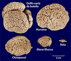 Comparación del tamaño del cerebro