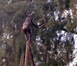 Chimpanzees often use sticks as tools. Image by Pacman.