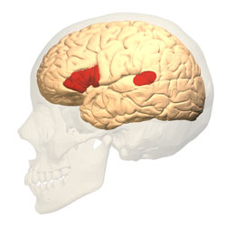 Broca's area is highlighted on the left and Wernicke's area on the right. Images by Database Center for Life Sciences.