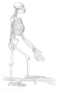 Reconstrucción de Ardipithecus ramidus. Imagen de Tobias Fluegel.