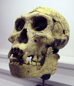 The lightly built skull and small teeth of Homo erectus. H. erectus consumed (and may have cooked) a lot of animal meat, which is softer and more easy to chew than plants. By Rama (Own work) [Public domain], via Wikimedia Commons.