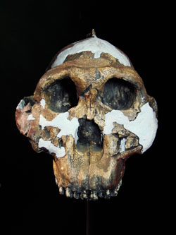 The flaring cheeks and large teeth of Paranthropus were likely used to chew tough foods, like tubers and grasses.