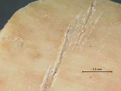 Cutmarked bone from Blombos Cave. Click for more detail.