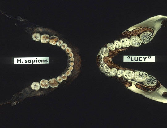 Here is a photo of a human jaw (left) compared to an australopith jaw (right). Notice the big difference in molar size. Image courtesy of Institute of Human Origins, Arizona State University.