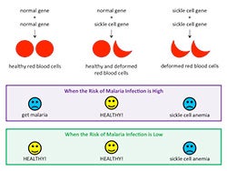 Sickle cell genes. Click for more detail.