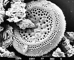 Tiny organisms like diatoms are often fossilized. Image by Hannes Grobe/AWI.