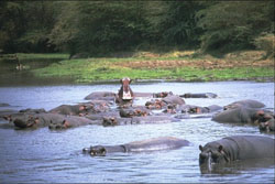 Hippos wade in a lake in modern Tanzania. Image by Esculapio.