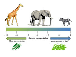 Carbon isotopes tell us what ancient herbivores ate.