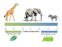 Carbon isotopes tell us what ancient herbivores ate.