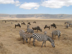 Wildebeest and zebra are grazers and prefer open grasslands, like those in Ngorongoro Crater, Tanzania. Image by Janet.