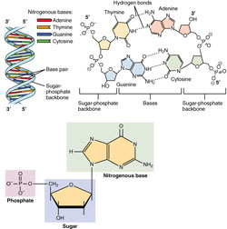 Nucleotides and DNA. Click for more detail.