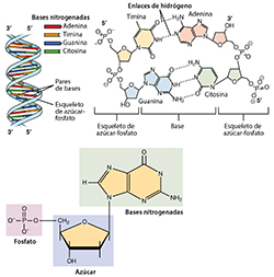 Nucleótidos y ADN. Haga clic aquí para obtener más detalles.
