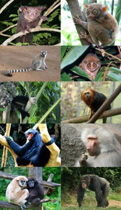 Primates. Haga clic aquí para obtener más detalles.