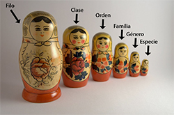Muñecas rusas. Haga clic aquí para obtener más detalles.