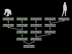 How DNA mutates over time. Click for more detail.