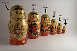 Russian dolls. Click for more detail.