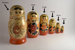 Russian dolls. Click for more detail.