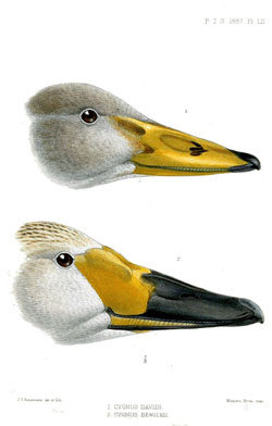 An example of differences caused by mutations. Image by John Gerrard Keulemans.