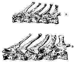 Rabbits are vertebrates. Here's a sketch of a rabbit's backbone by Charles Darwin. 