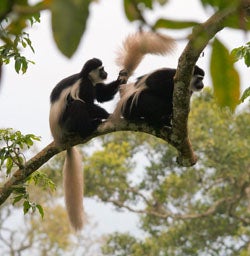 These Mantled Guerezas are going to take turns grooming one another. 