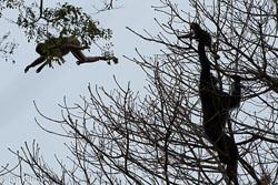 One of the Gombe chimpanzees grabs a colobus infant while another monkey flees. 