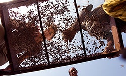 Dirt and rocks are put through a sieve, looking for small fragments of ancient bones and teeth. Image by Benjamin Reed.