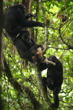 Chimps sharing meat after a hunt. Image by Kevin Langergraber. 