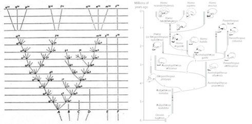 Bosquejo final de Darwin del árbol de la vida, tal como aparece en El origen de las especies (izquierda). Árbol filogenético de la familia de homininos a la que pertenecen los humanos (derecha). La forma como pensamos y entendemos de dónde venimos se remonta a Darwin.