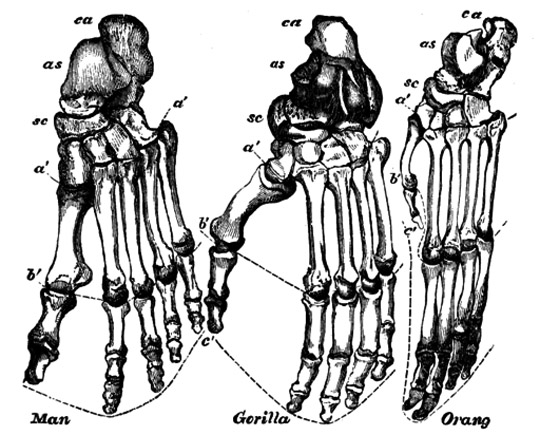 er zijn verschillende verschillen tussen onze voet en de voet van andere apen. Onze grote teen ligt naast de andere tenen. Deze positie is goed geschikt om op twee benen te lopen. De grote teen van de gorilla is ver weg van zijn andere tenen.