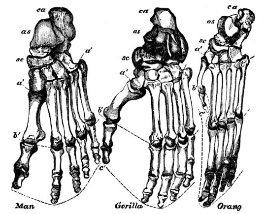 There are several differences between our foot and the foot of other apes. For one, our big toe lies right next to the other toes. This position is well suited to walking on two legs. The gorilla’s big toe is far away from its other toes. 