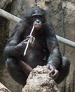 Un bonobo usa un palo para ‘pescar’ termitas. Este es un ejemplo del uso de herramientas en primates no humanos. Imagen de Mike R.