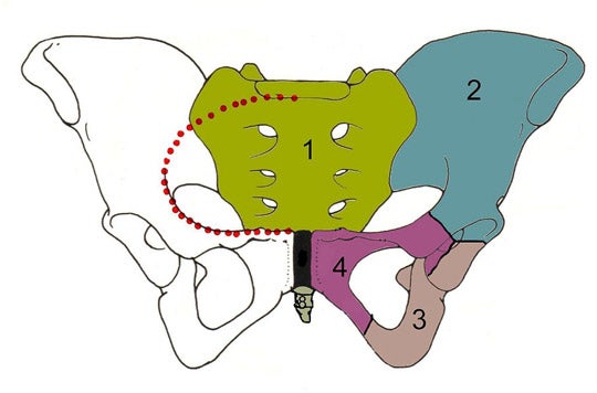 The pelvis, or hip bones.