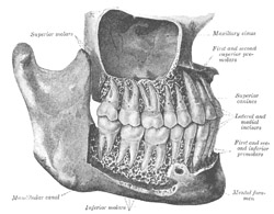 The human mouth. Click for more detail.