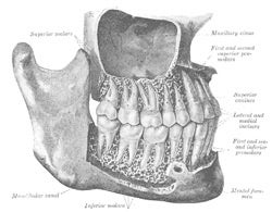 The human mouth. Click for more detail.