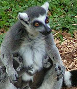 Like other mammals, lemur have very projecting faces, similar to a dog or cat. 