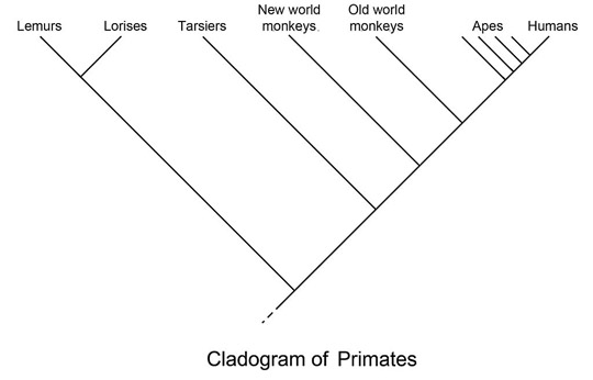 The cladogram of primates. Apes and humans are closer together on the tree. This means that they are more closely related to each other than they are to other groups on the tree, like tarsiers for example.