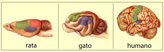 Existe una gran diferencia en el tamaño y forma del cerebro humano. Comparado con una rata o un gato, el cerebro humano es mucho más grande y redondeado. Imagen de lecerveau.mcgill.ca.