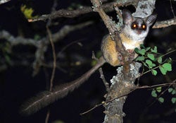 Galagos will sometimes sleep together, but these nocturnal primates spend most of their time foraging alone. Image by Wegmann. 