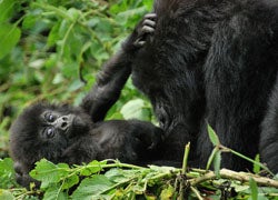 Gorillas live in groups of about 10-20 individuals. Image by Carine06 from UK.