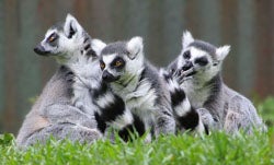 Ring-tailed lemurs are found on the island of Madagascar. They live in groups of up to 35 males and females. These primates use smells to mark their group territory and communicate with each other. Image by Chris Gin from Auckland, New Zealand.